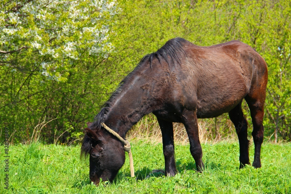Fototapeta premium horse
