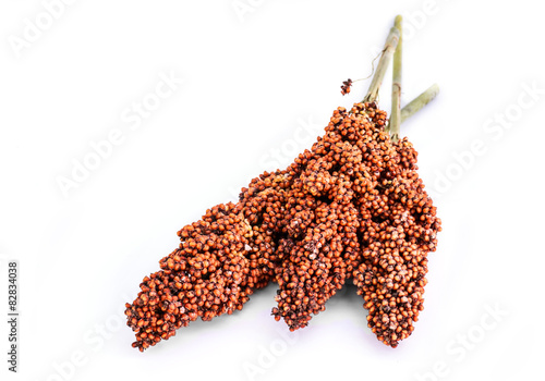 Фотография sorghum isolated on white