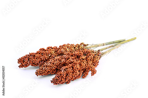 sorghum isolated on white