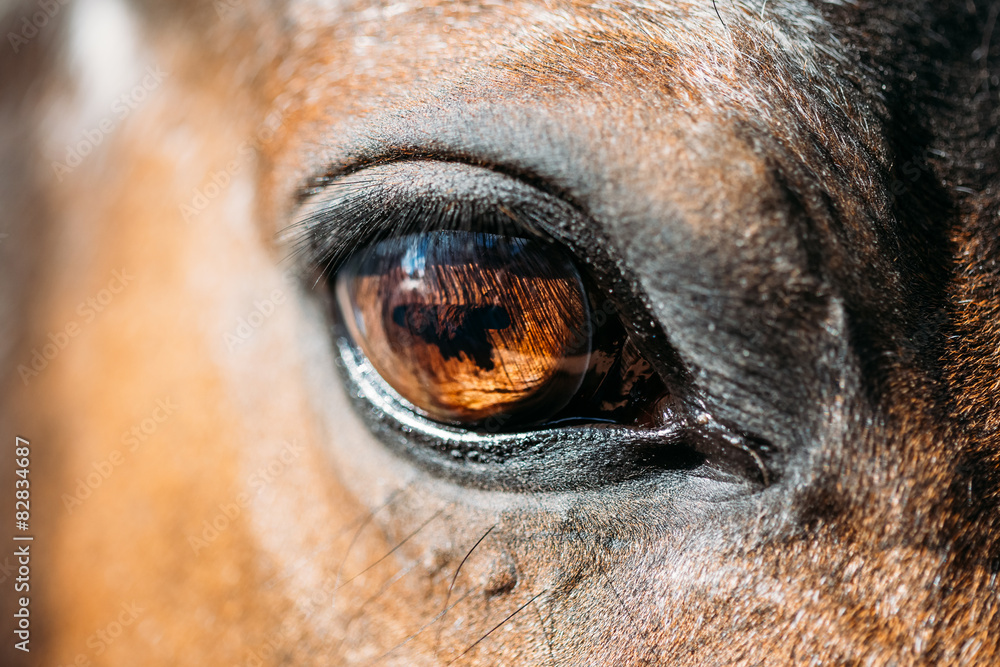 Naklejka premium Close Up Of Arabian Bay Horse