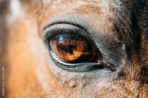 Close Up Of Arabian Bay Horse #82834687