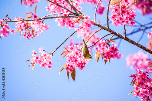 White-Eye Bird on Cherry Blossom and Sakura