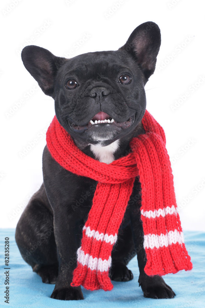 Kranker Hund mit schal Stock Photo | Adobe Stock