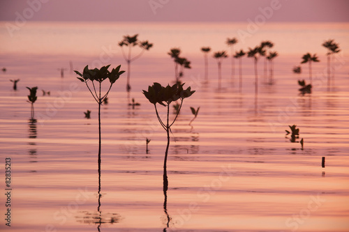 Mangrove