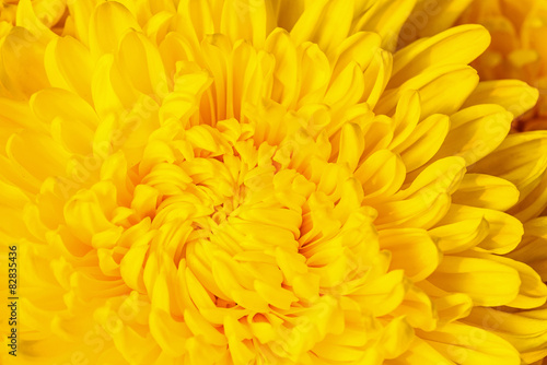 Yellow chrysanthemum flower background