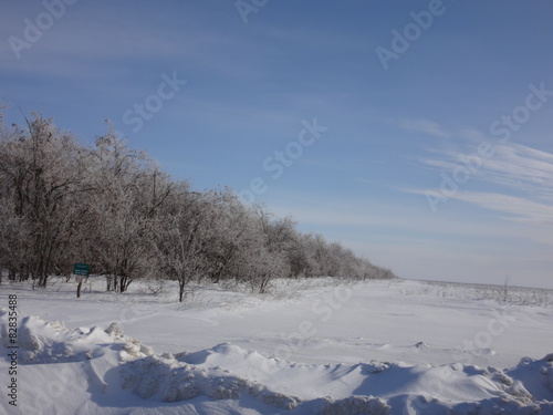 Зимнее поле и ряд деревьев в инее, уходящий вдаль © keleny