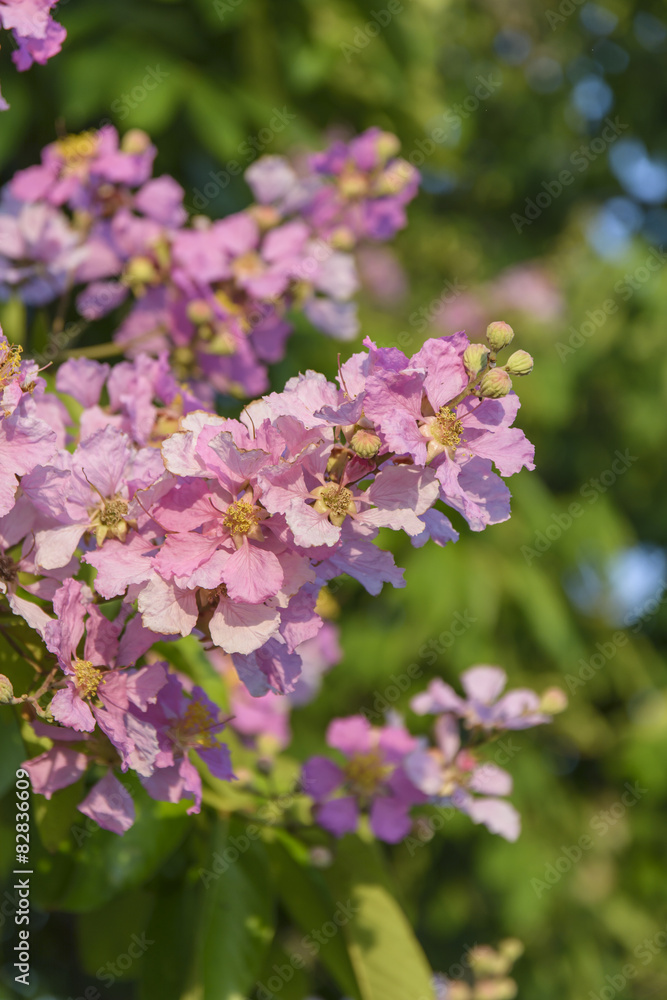 Lagerstroemia speciosa, Pride of India, Queen's flower Lagerstroemia speciosa, Pride of India, Queen's flower