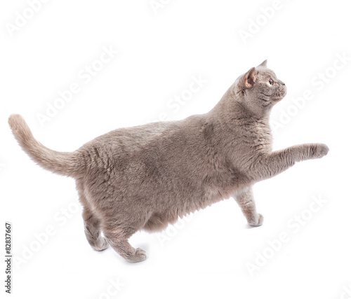 Fototapeta Naklejka Na Ścianę i Meble -  British cat walking isolated on white