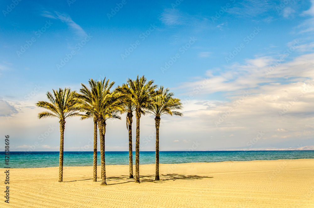 Palmen am sandigen Strand vor blauem Himmel