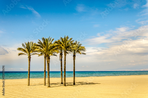Palmen am sandigen Strand vor blauem Himmel