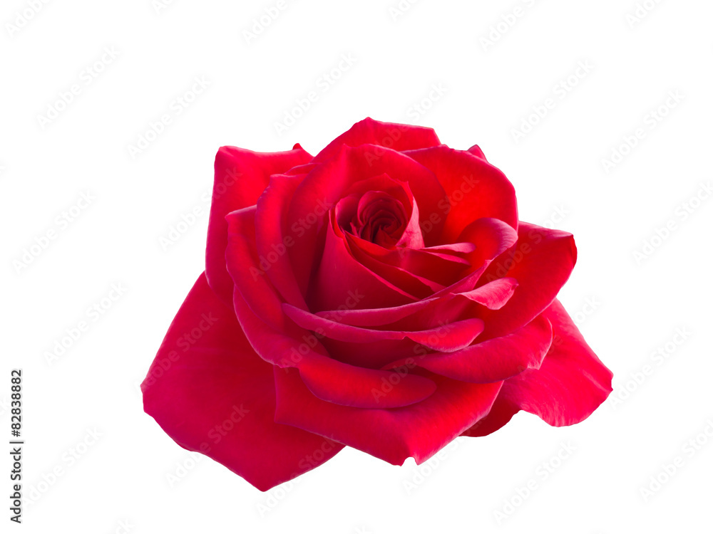 Naklejka premium red rose