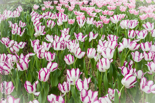 tulips in garden