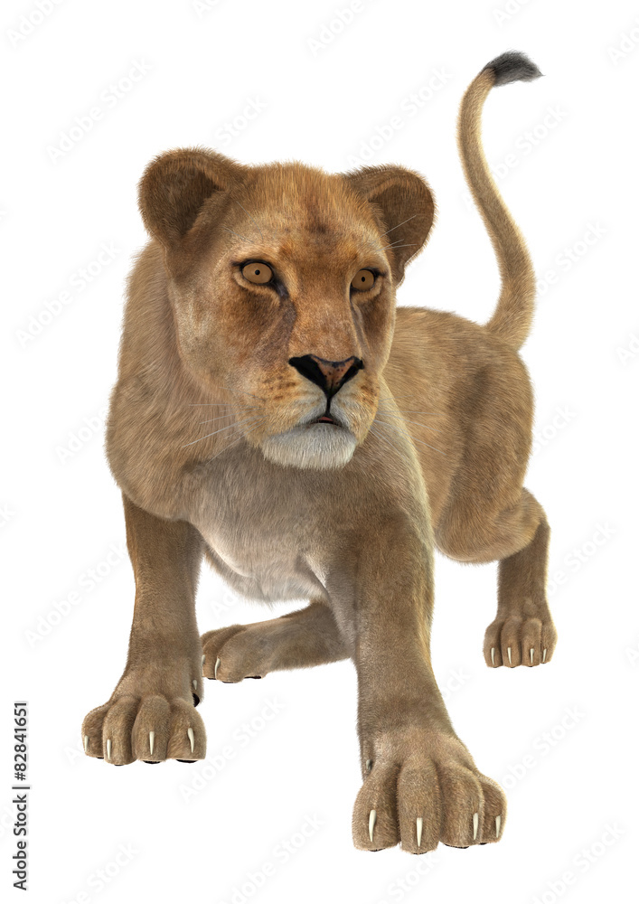 Naklejka premium Female Lion