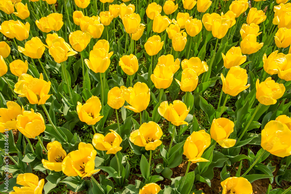 Obraz premium Colorful tulips, tulips in spring.