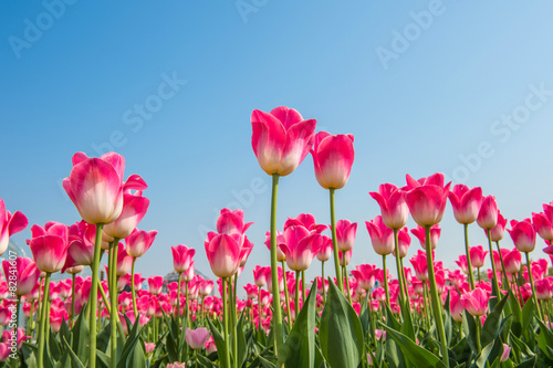 Colorful tulips, tulips in spring.