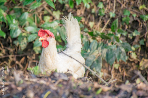 Φωτογραφία Broody, free range, leghorn chicken