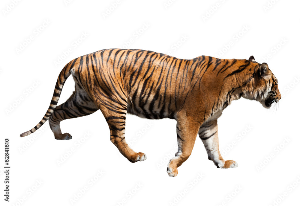 Obraz premium tiger
