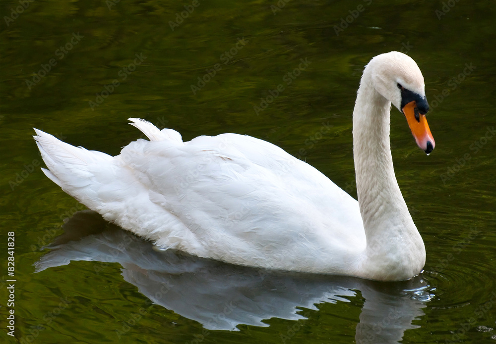 Fototapeta premium Mute Swan