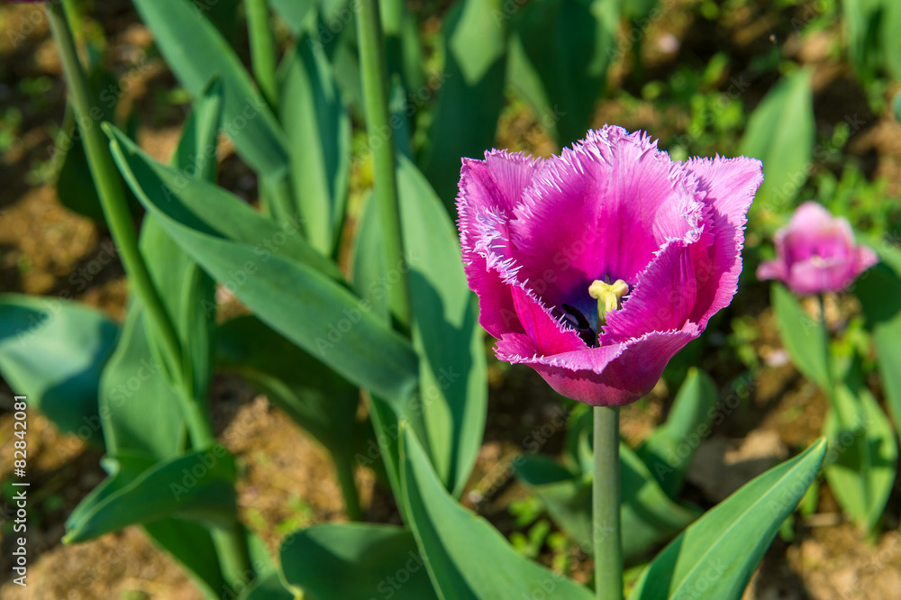 Fototapeta premium Colorful tulips, tulips in spring.