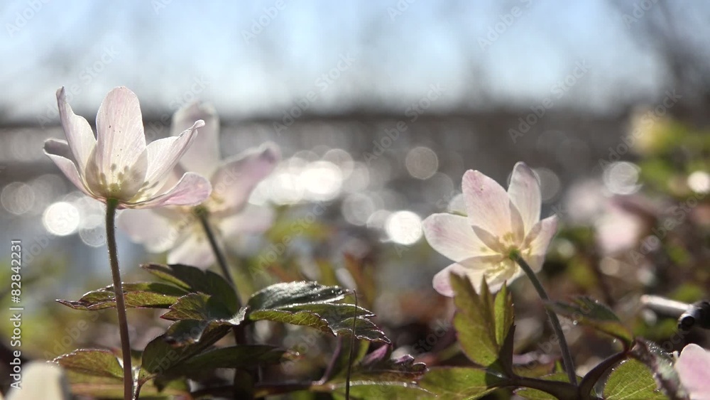 wood anemones at the lake in sweden nature wood anemones at the lake in sweden nature