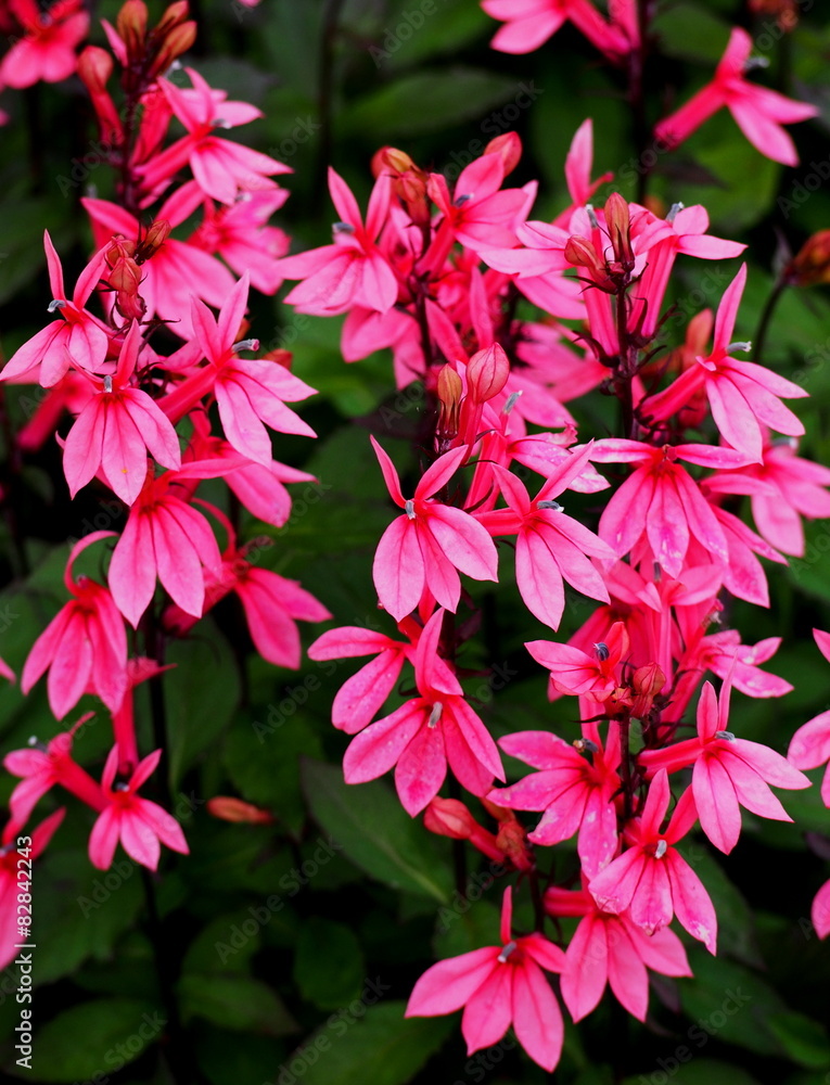 ベニバナサワギキョウ Stock Photo Adobe Stock ベニバナサワギキョウ Stock Photo Adobe Stock