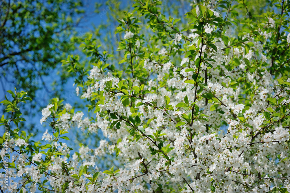 Obraz premium Beautiful blooming spring garden on a background of blue sky
