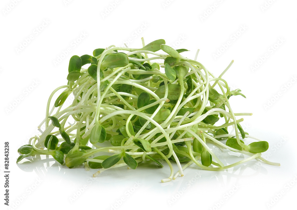 green young sunflower sprouts isolated on white background green young sunflower sprouts isolated on white background