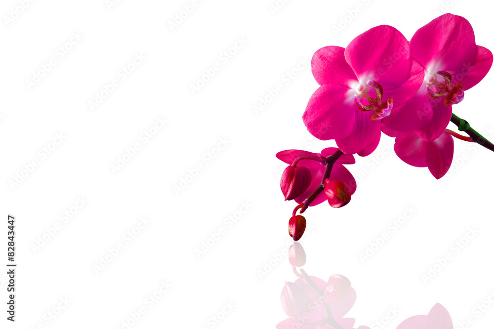 Naklejka premium Orchid isolated on white background.