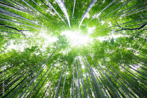 Bamboo forest on bright sky  Arashiyama  Kyoto  Japan.