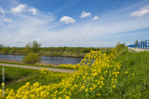 Wild flowers along a sunny canal in spring