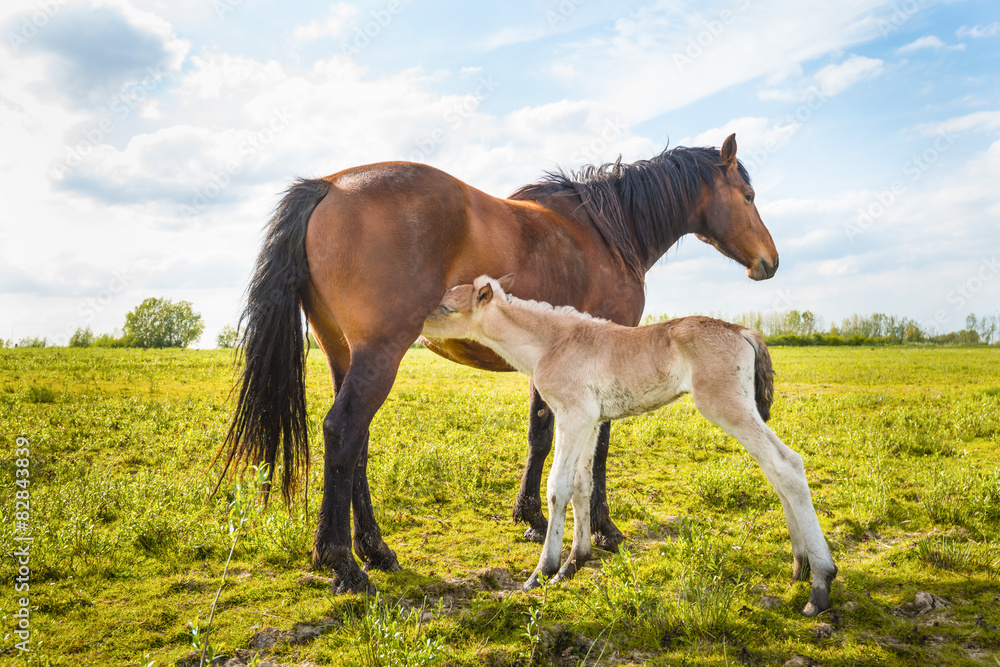 Fototapeta premium Newborn foal sucks milk from her mother