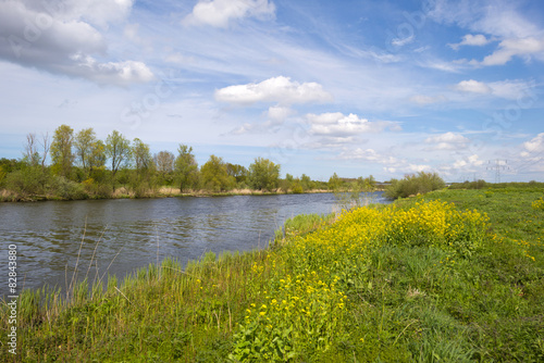 Wild flowers along a sunny canal in spring