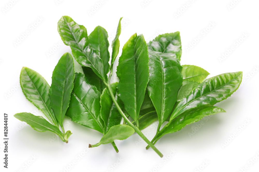 Japanese green tea first flush leaves on white background Japanese green tea first flush leaves on white background