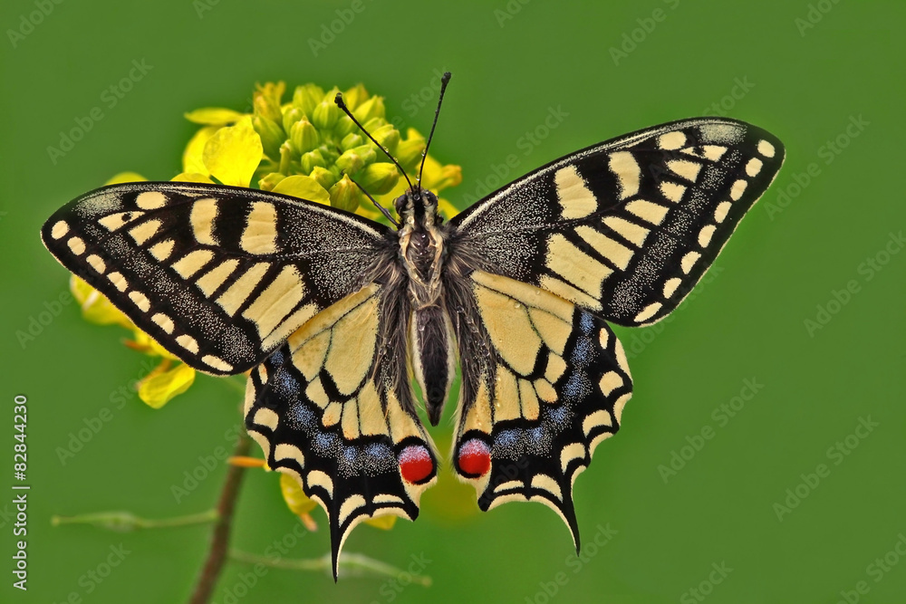 Fototapeta premium KIRLANGIÇKUYRUK