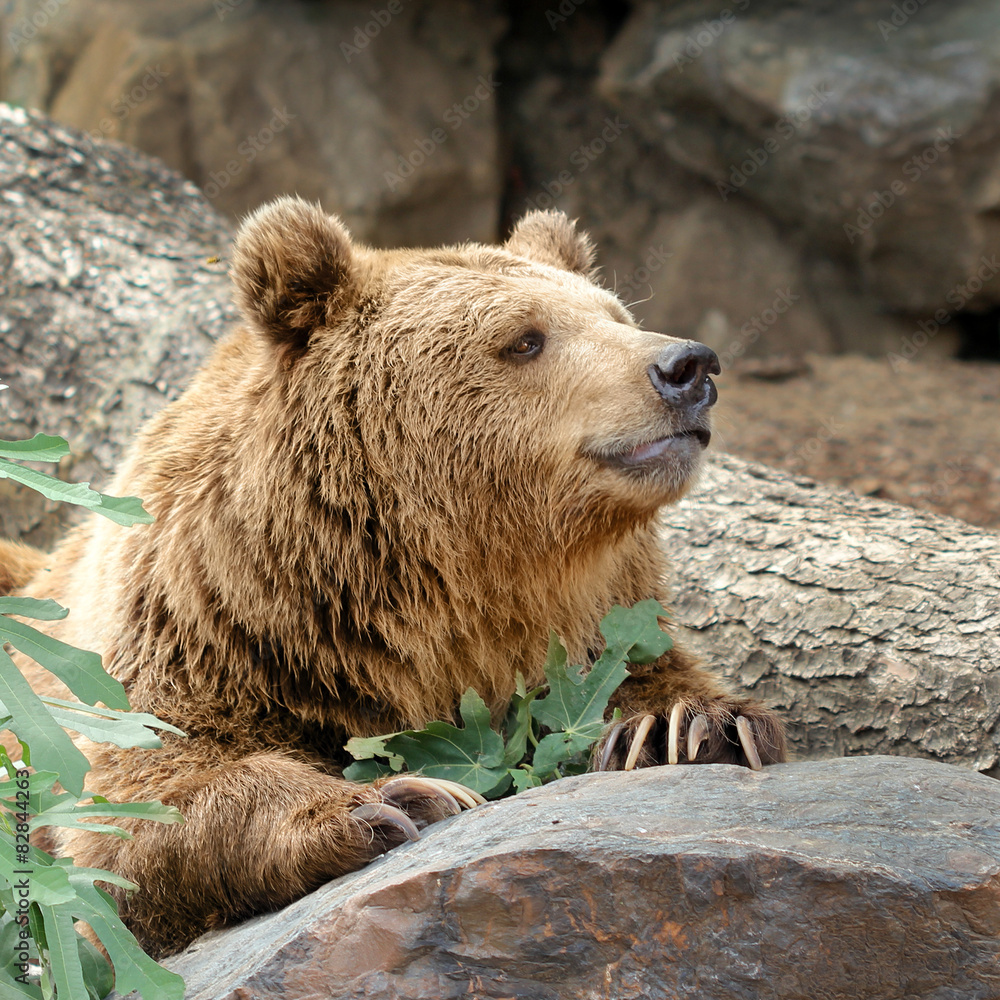 Obraz premium Curious bear