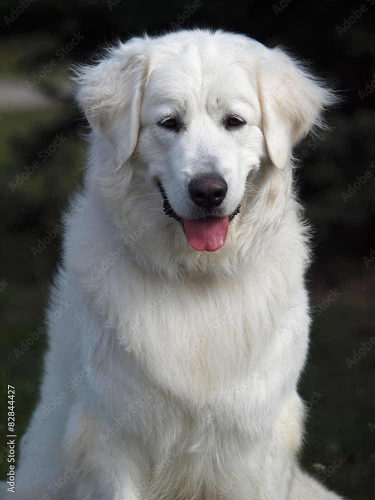 Portrait of slovakian chuvach dog on natural dark background Portrait of slovakian chuvach dog on natural dark background