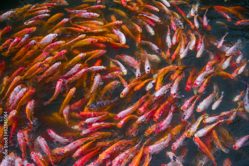 Tilapia fish tank in Maadu river at Sri Lanka photo