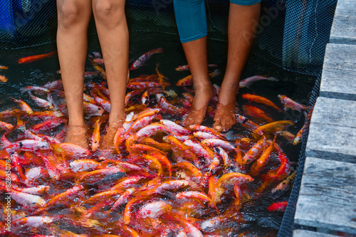 Girls having thilapia fish massage in Maadu river Sri lanka photo