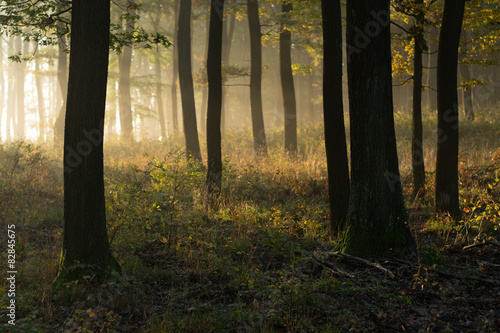 Beautiful morning scene in the forest with sun rays  © Laszlo