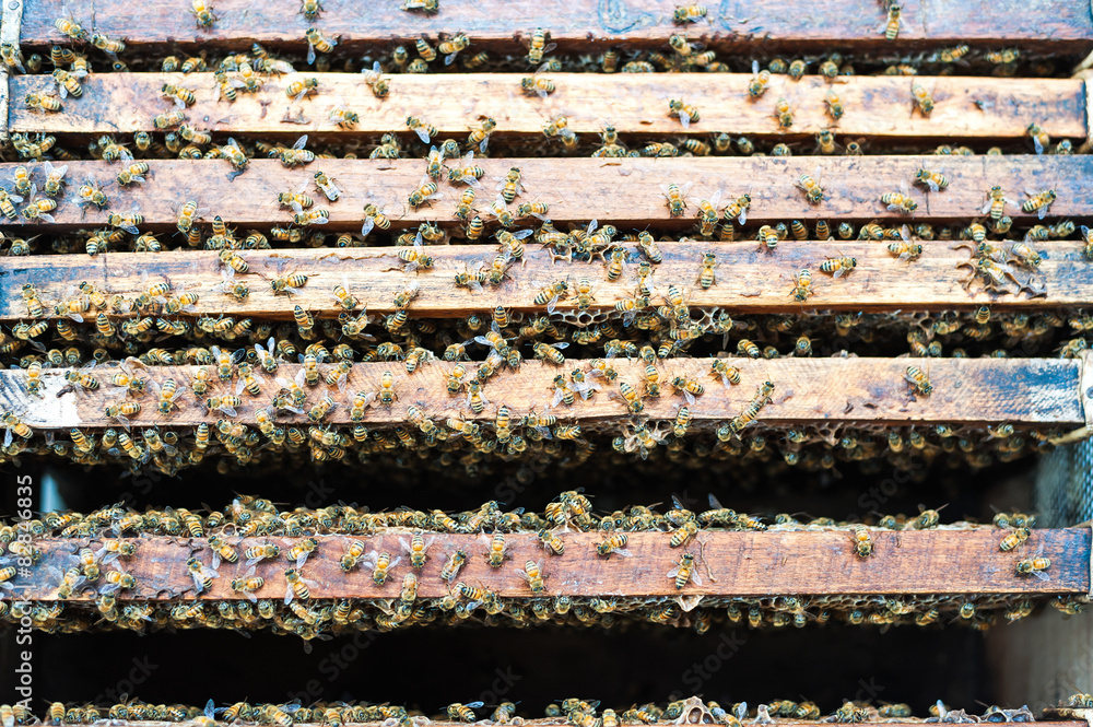 honeycomb by human made on wood honeycomb by human made on wood