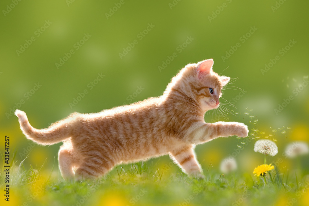 Naklejka premium Junge Katze spielt mit Pusteblume/Löwenzahn