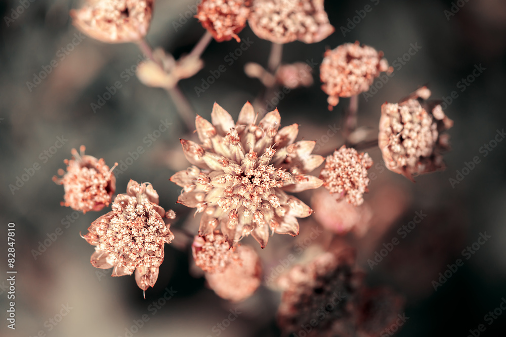 Naklejka premium Wild plant flower close up on dark