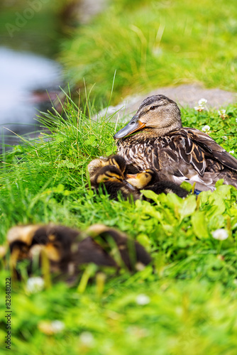 Family of ducks on grass