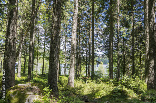 Waldweg im Sommer © Daniel Berkmann