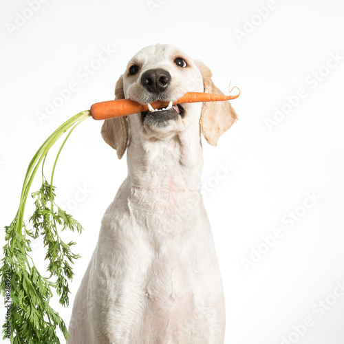 Dog with Carrot