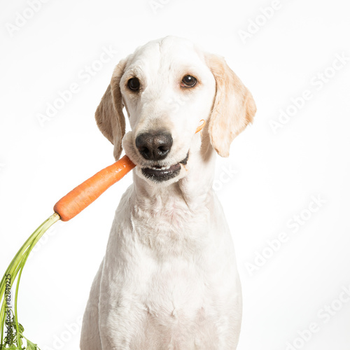 Dog with Carrot
