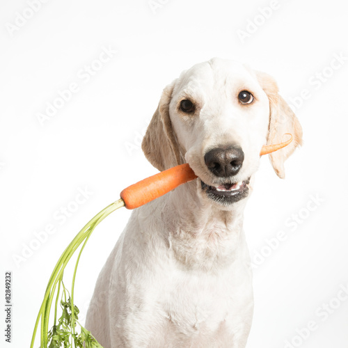 Dog with Carrot