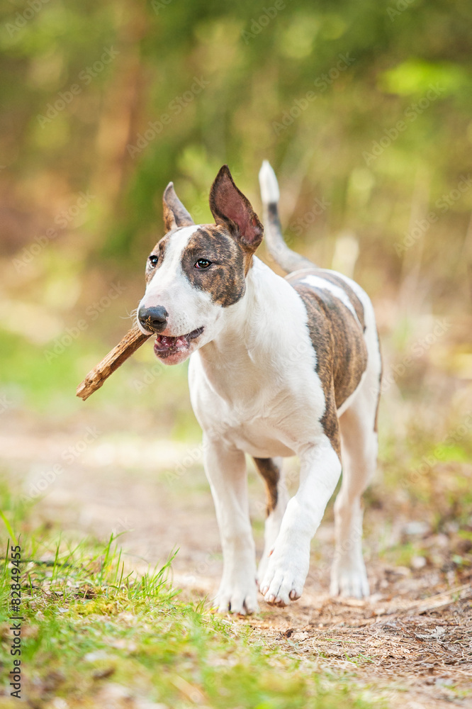 Bullterrier dog playing with a stick