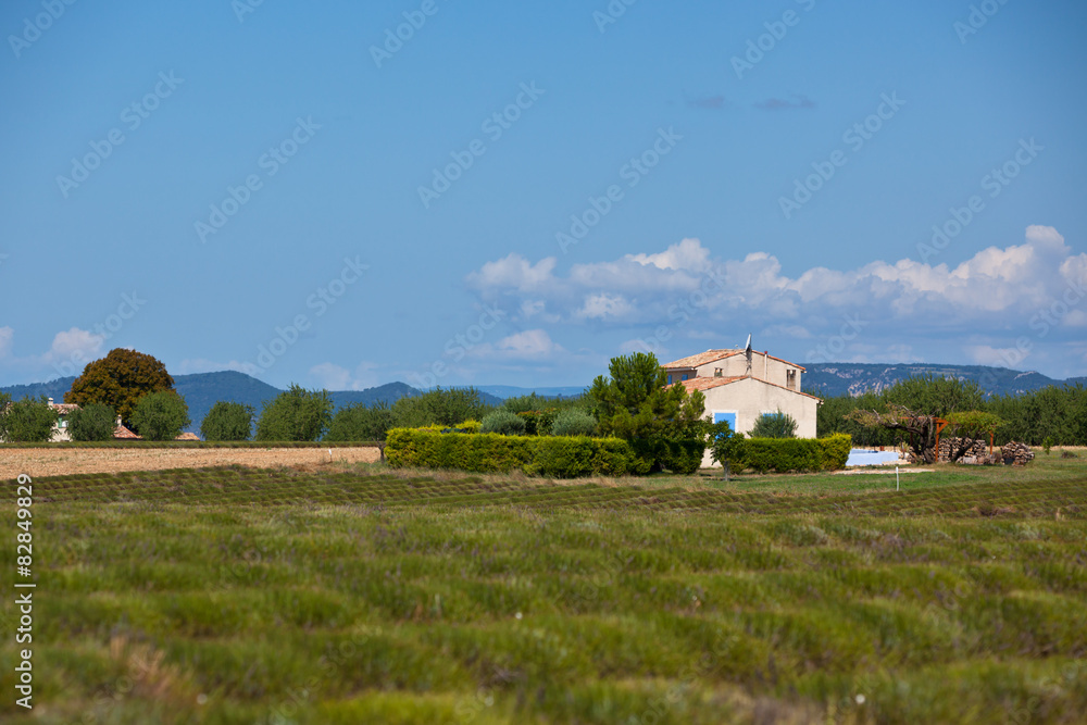 Fototapeta premium Rural house in a harvested lavender field
