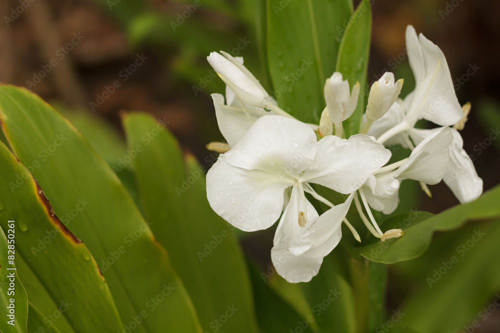 Fototapeta premium White flowers